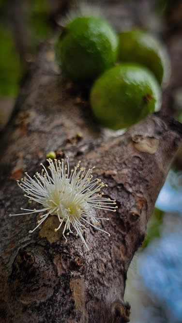 Jabuticabeira Produtiva em Vaso